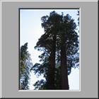 a Kings-Canyon-NP 18