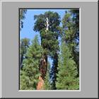 a Kings-Canyon-NP 23