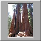 a Kings-Canyon-NP 28