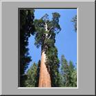 a Kings-Canyon-NP 30