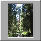 a Kings-Canyon-NP 34