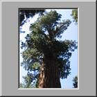 b Sequoia-NP 16
