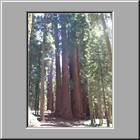 b Sequoia-NP 46