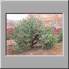 c Capitol Reef NP 38