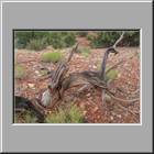 c Capitol Reef NP 50