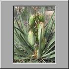 i Mesa Verde NP Petroglyph Trail 30