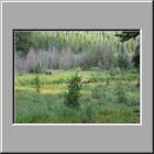 a Moose im Campground im Rocky Mountain NP 03